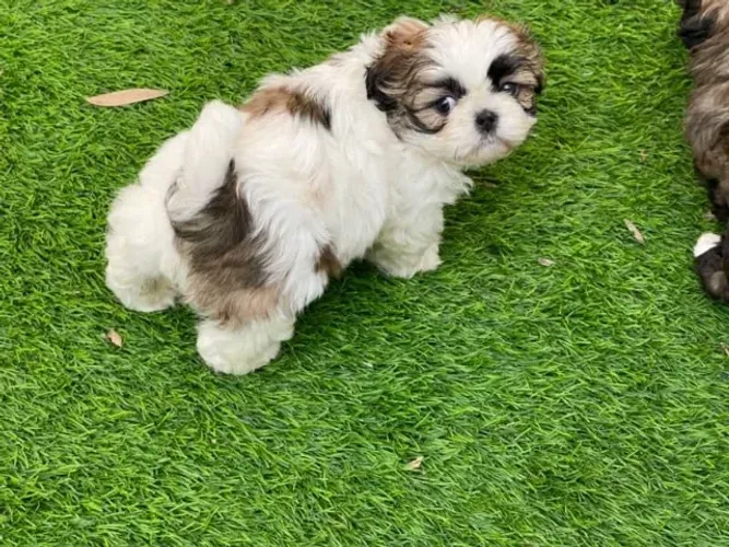 Shitzu Despertando Alegria Nos Pequenos Momentos