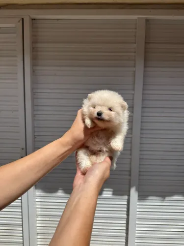 Spitz alemão macho 