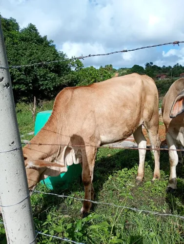 Vendo duas nuvias uma nelore e outra Jersey valor 6. Mil as duas