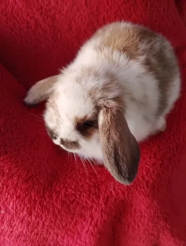 Coelho mini loop