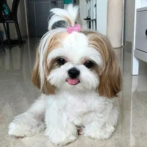 Shih Tzu Fêmea linda e carinhosa e meiga