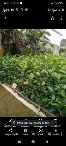 Mudas de hibisco direto do produtor