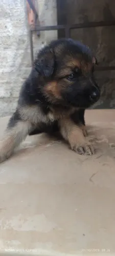 Filhotes de Pastor Alemão 