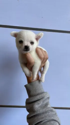 Chihuahua Linhagens campeã, e pais importados