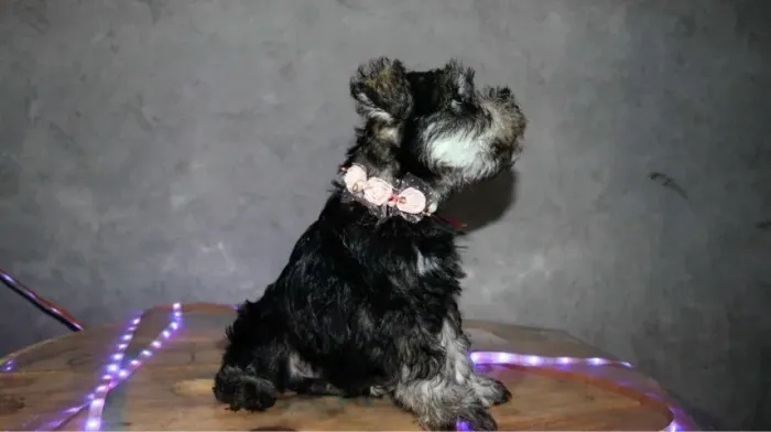 Filhote de Schnauzer: Pequeno parceiro para grandes momentos