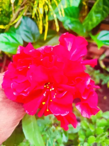 Linda Flor Vermelha pampolha