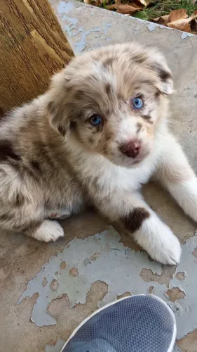 Border collie red