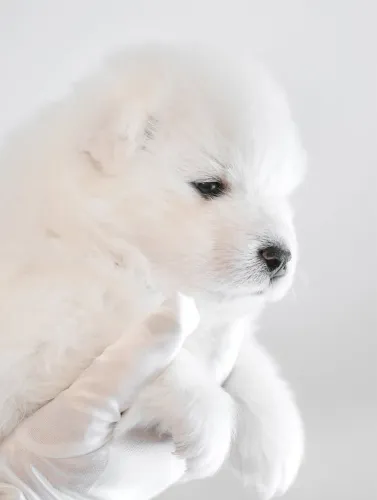 Samoieda, ideal para quem gosta de cães sociáveis e expressivos.