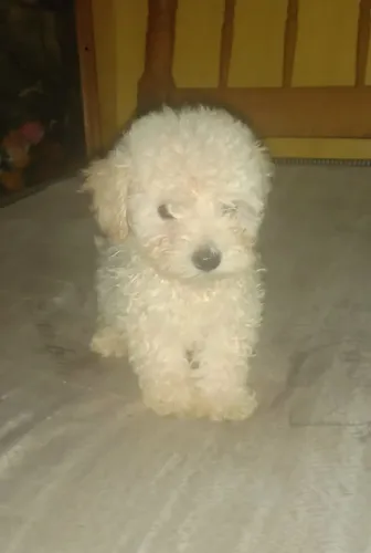 Poodle Anão  totalmente puro MACHO 2 meses 
