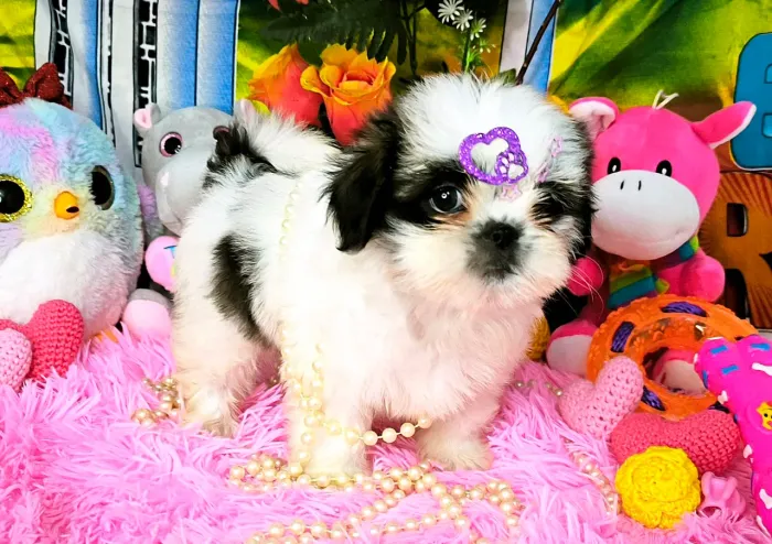 Linda Shih Tzu 