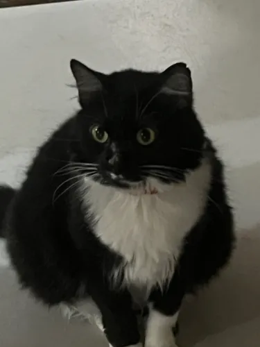 Cuidador especializado em felinos 