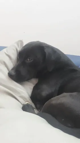 Adoção Cachorra Doação