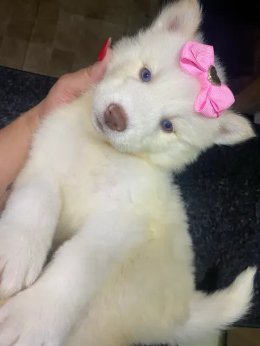 husky siberiano wooly 