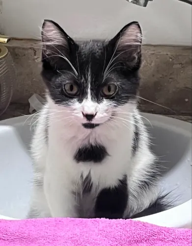 Gata Frajola castrada para adoção