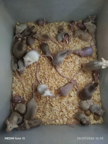 Dongos