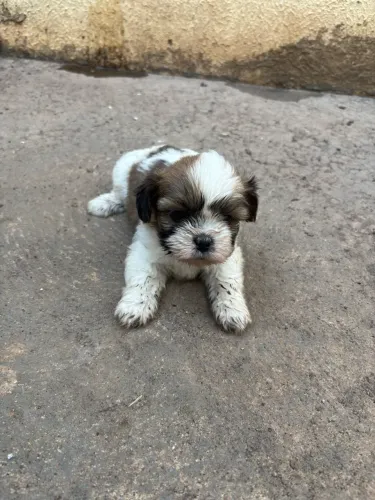 Vende-se 1 filhote macho