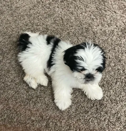 Linda filhote de shih tzu fêmea preta branca 