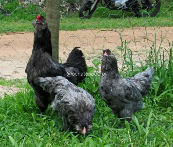 Ovos Férteis Galinhas de Raça Pura 