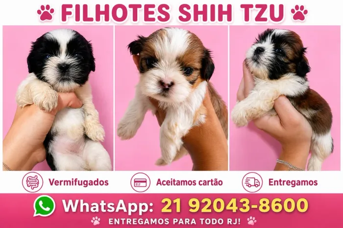 Shih tzu macho e femea raça pura lindos 