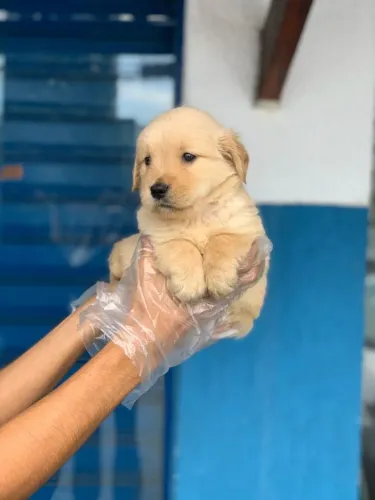 Golden Retriever: Um Companheiro para Toda a Família