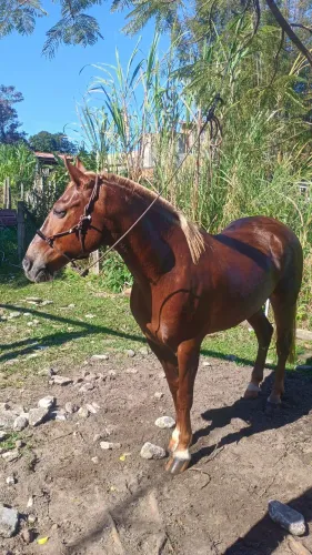 Vendo cavalo