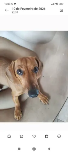 Procura-se namorado salsicha (dachshund)