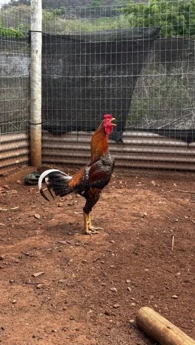 Galo carijó 