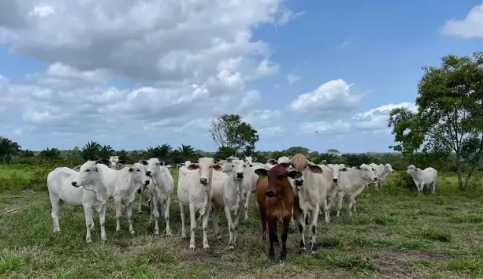 FAZENDA À VENDA ? OPORTUNIDADE ? 647 hectares ? R$ 7.900.000