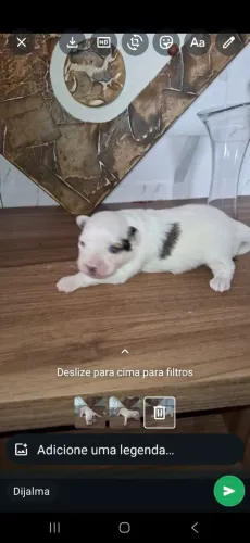 Lindo Chihuahua para daqui 15 dias estará disponíveis