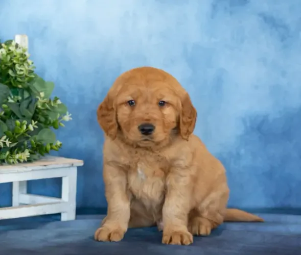 Golden Retriever filhotes à venda - oportunidade