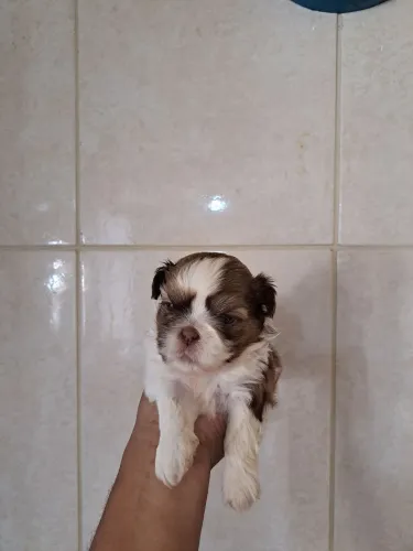 Filhote de shih tzu macho