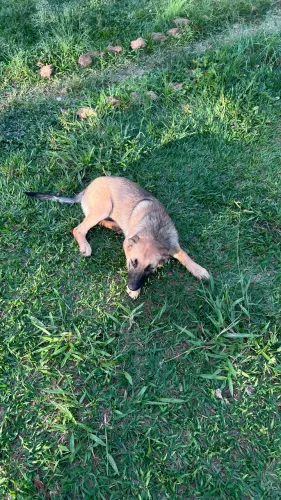 Doação de cadelinha filhote mestiça Malinois