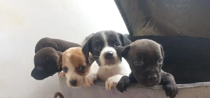 Doar esses cachorros