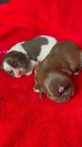 SHIH TZU FÊMEAS