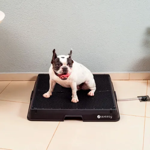 Banheiro inteligente para cachorros ? 