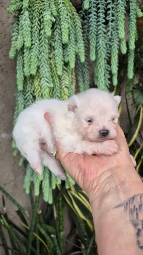 Cachorro 
