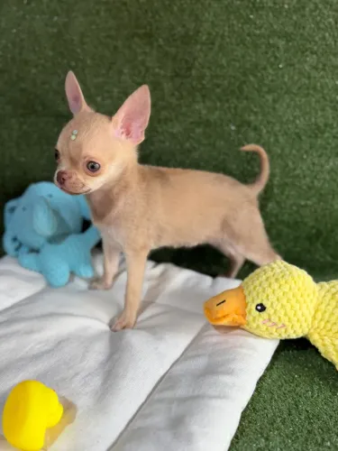 Chihuahua Chocolate Diluído Olhos Claros