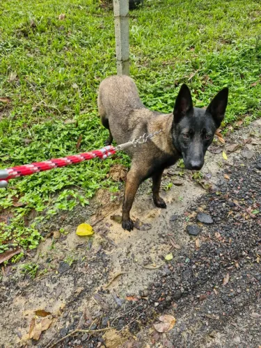 Doação de Femea Pastor Belga Malinois