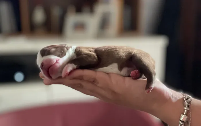 Filhotes de Boston Terrier RJ