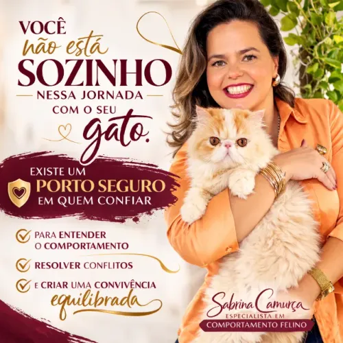 Gatinhos de Luxo