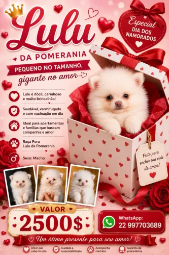 Lulu da pomerania 