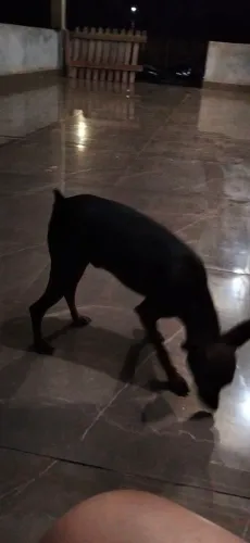 Vende se esse Pincher 01 Macho, já vai vacinado ele tem 7 mês completa todo dia 10