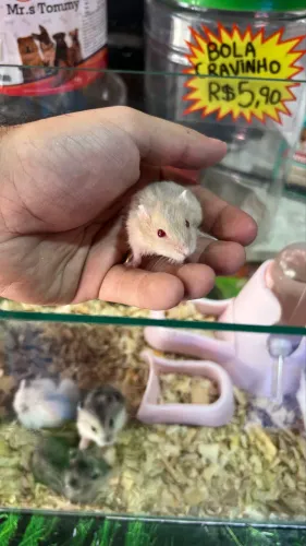 Hamster anão russo com 30 dias