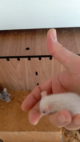 Ratos Twister - Companheiros Inteligentes e Carinhosos!