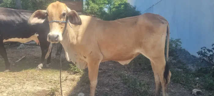 Casal de garrote de luxo