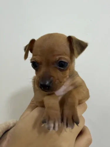Pinscher fêmea marrom n° 1