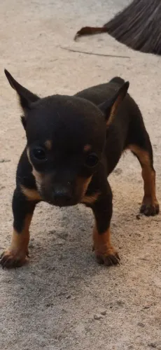 Pincher Fêmea Zerinha