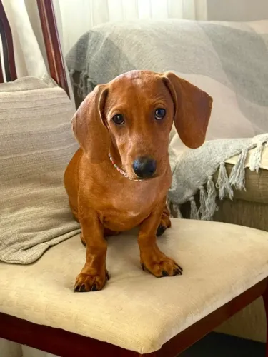 Cão