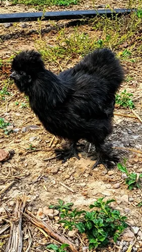 Galinha Sedosa do Japão