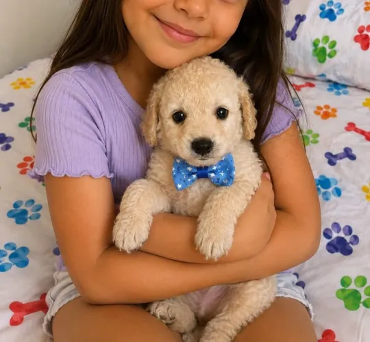 Filhotinho : Poodle toy